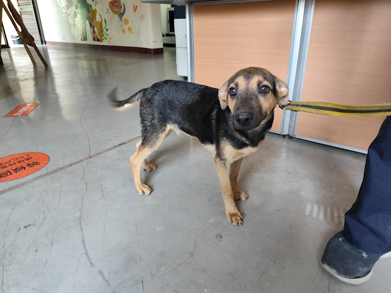 高雄市燕巢動物保護關愛園區,編號:464291, 混種犬          
