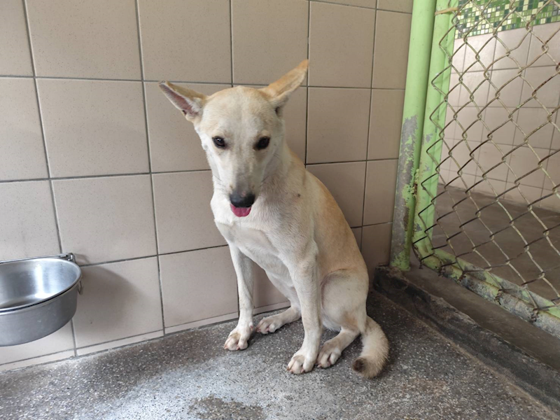高雄市燕巢動物保護關愛園區,編號:422100, 混種犬          