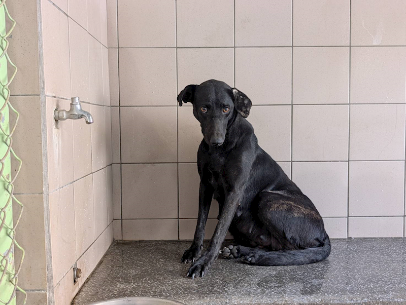 高雄市燕巢動物保護關愛園區,編號:464285, 混種犬          