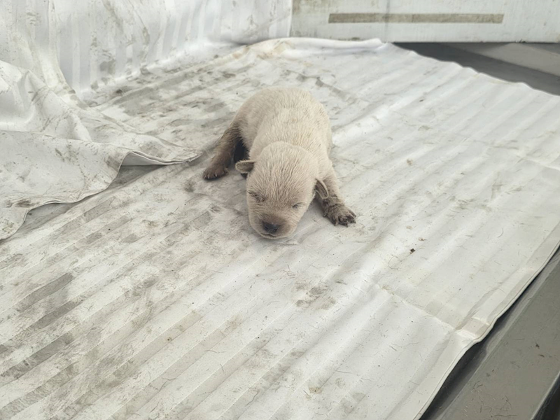 高雄市燕巢動物保護關愛園區,編號:464284, 混種犬          