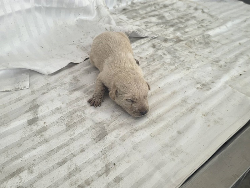 高雄市燕巢動物保護關愛園區,編號:464283, 混種犬          