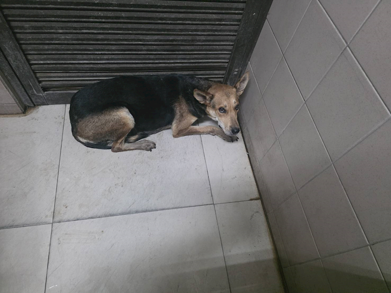 高雄市燕巢動物保護關愛園區,編號:464282, 混種犬          
