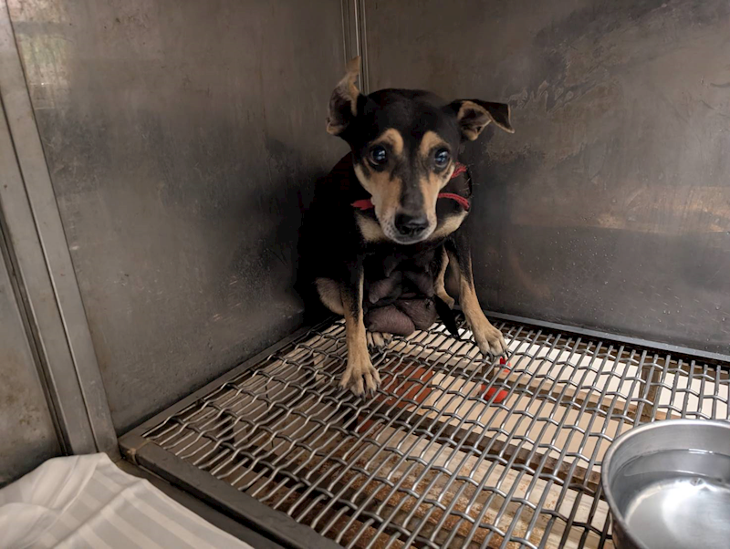 高雄市燕巢動物保護關愛園區,編號:464281, 混種犬          