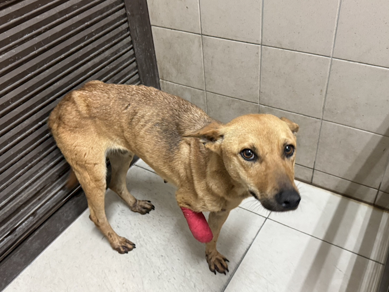 高雄市燕巢動物保護關愛園區,編號:464272, 混種犬          