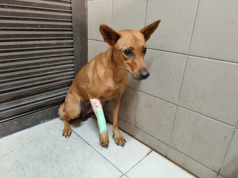 高雄市燕巢動物保護關愛園區,編號:464271, 混種犬          