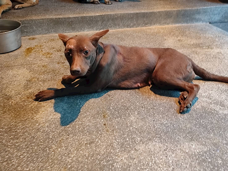 高雄市燕巢動物保護關愛園區,編號:464270, 混種犬          