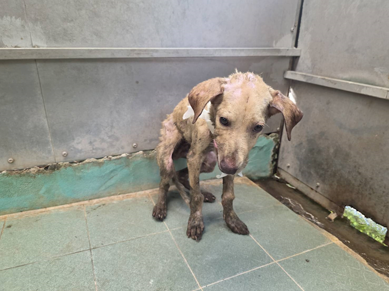 高雄市燕巢動物保護關愛園區,編號:464081, 混種犬          
