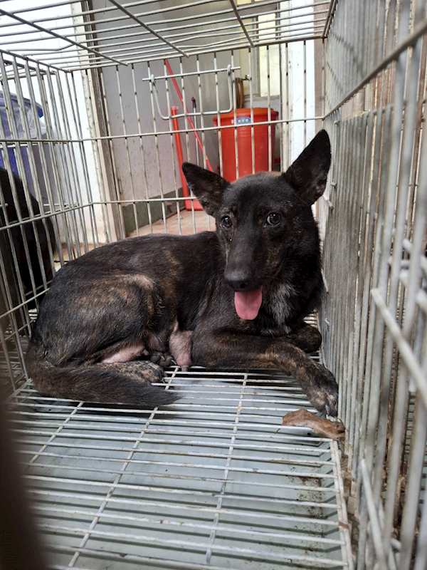 臺南市動物之家善化站,編號:464262, 混種犬          