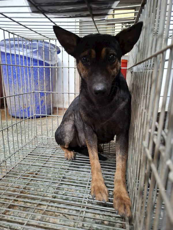 臺南市動物之家善化站,編號:464263, 混種犬          