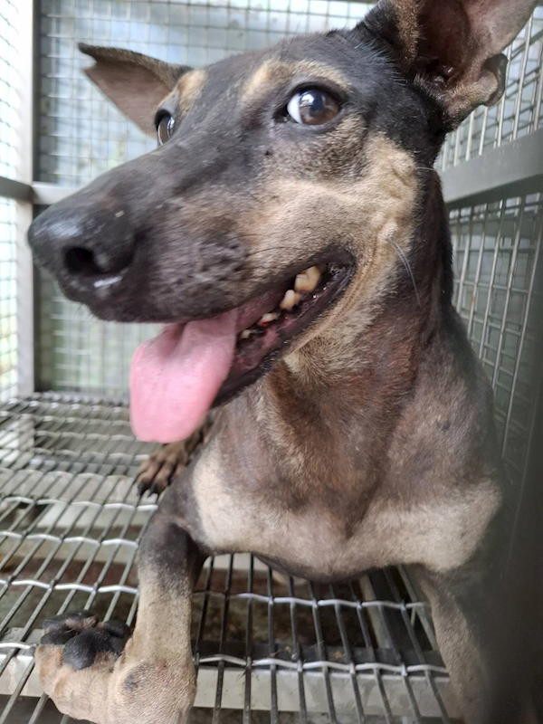 臺南市動物之家善化站,編號:464252, 混種犬          