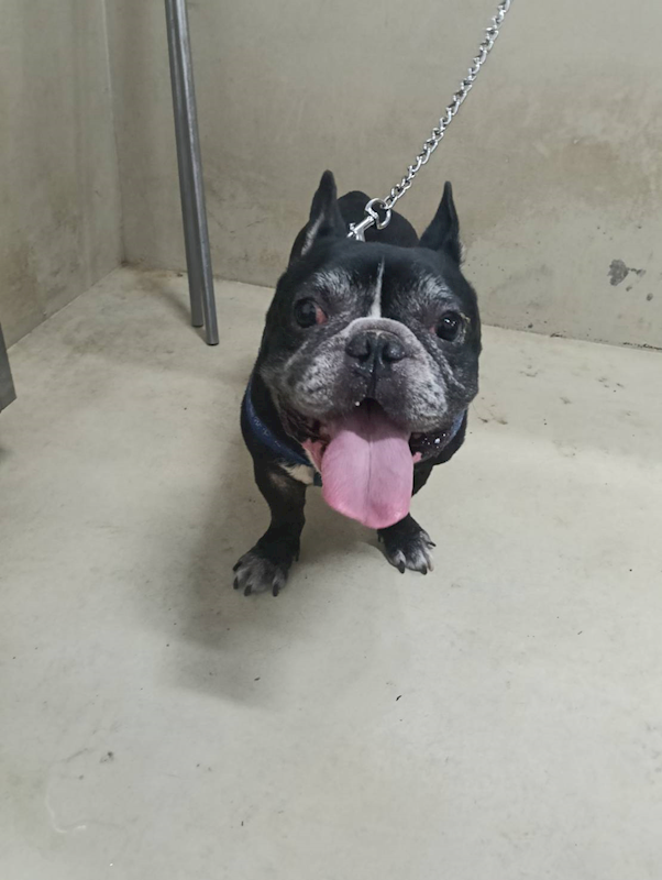 嘉義市動物保護教育園區,編號:452687, 法國鬥牛犬