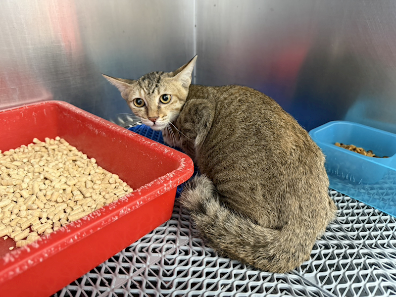桃園市動物保護教育園區,編號:461887, 混種貓                 