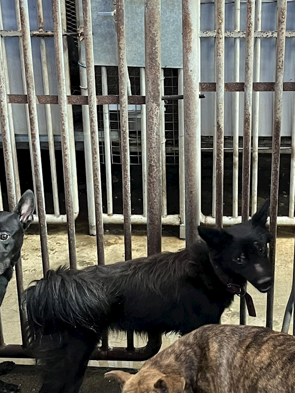 彰化縣流浪狗中途之家臨時收容所,編號:452544, 混種犬          
