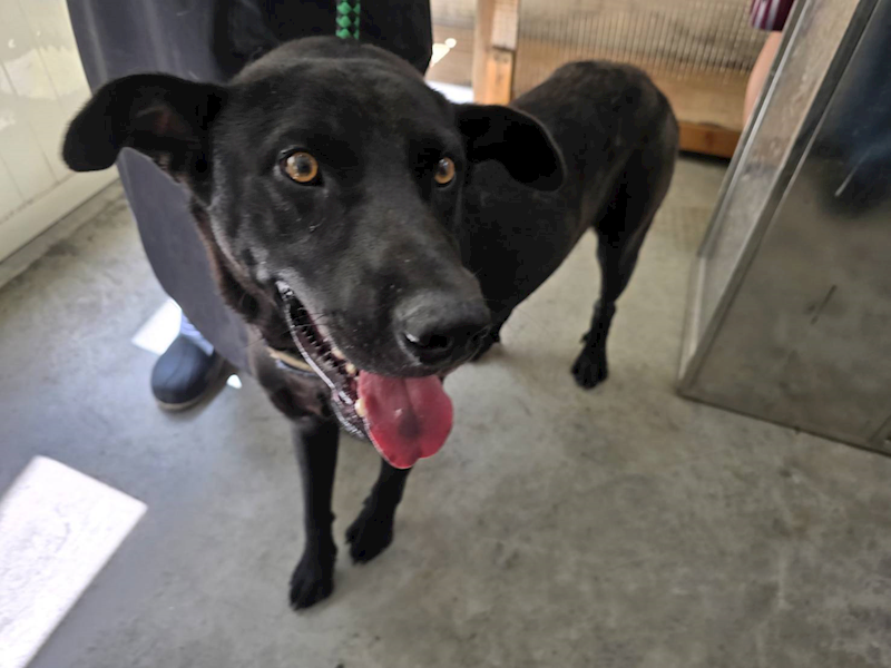 臺北市動物之家,編號:458016, 混種犬          