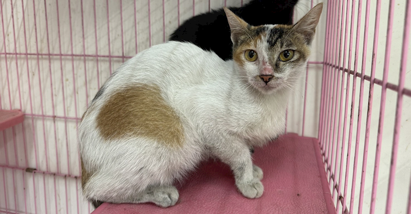 臺北市動物之家,編號:462748, 混種貓                 