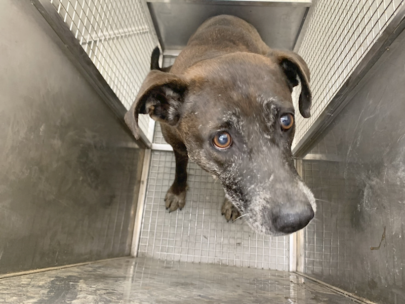 臺北市動物之家,編號:460313, 混種犬          
