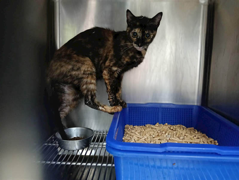 新竹市動物保護教育園區,編號:458376, 混種貓                 