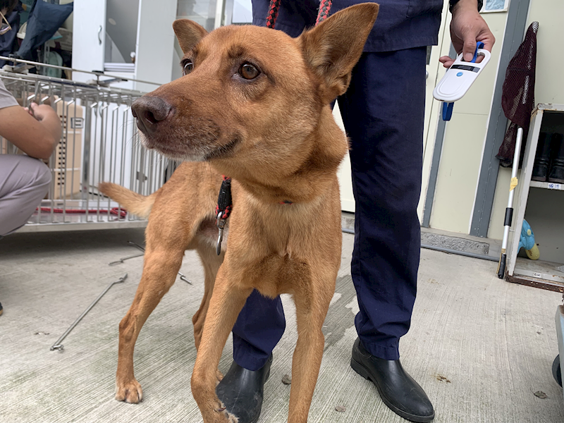 臺北市動物之家,編號:441921, 混種犬          