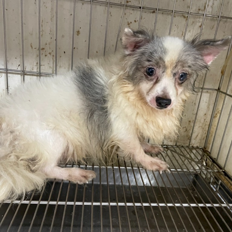 新竹市動物保護教育園區,編號:460547, 吉娃娃犬
