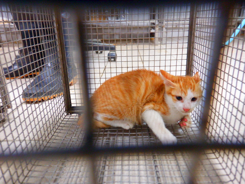 南投縣公立動物收容所,編號:464116, 混種貓                 