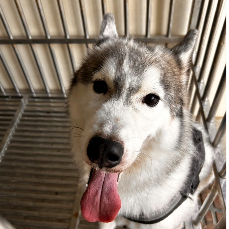 澎湖縣流浪動物收容中心,編號:377294, 哈士奇(西伯利亞雪橇犬)