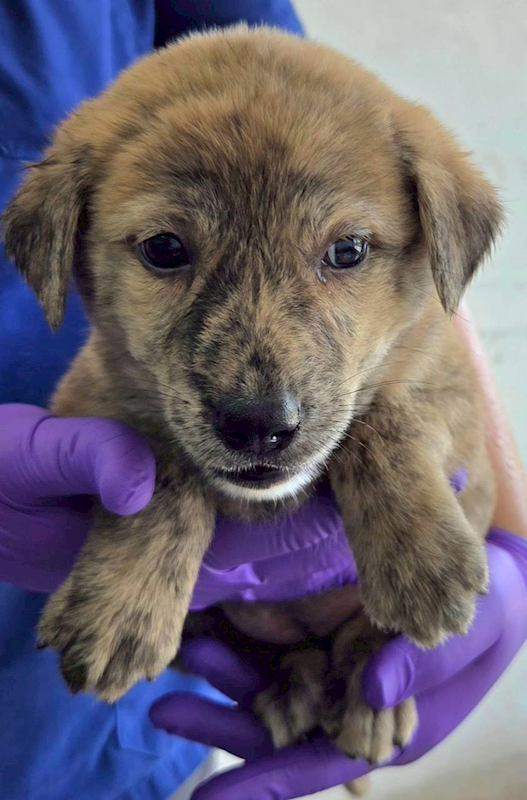 花蓮縣狗貓躍動園區,編號:454189, 混種犬          