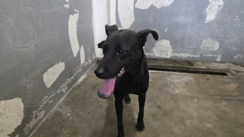 新竹市動物保護教育園區,編號:464495, 混種犬          