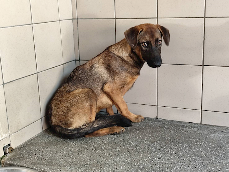 高雄市燕巢動物保護關愛園區,編號:450291, 混種犬          