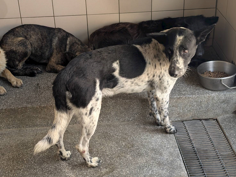 高雄市燕巢動物保護關愛園區,編號:450293, 混種犬          
