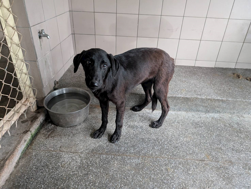 高雄市燕巢動物保護關愛園區,編號:450294, 混種犬          