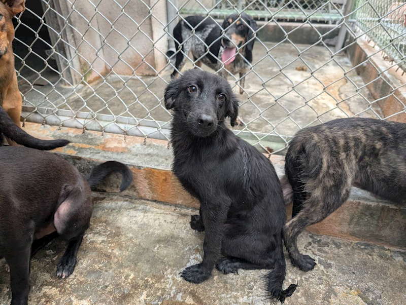 高雄市燕巢動物保護關愛園區,編號:450296, 混種犬          