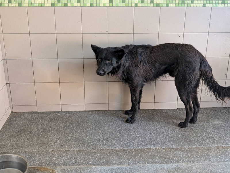 高雄市燕巢動物保護關愛園區,編號:450305, 混種犬          