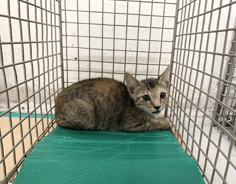 臺北市動物之家,編號:464488, 混種貓                 