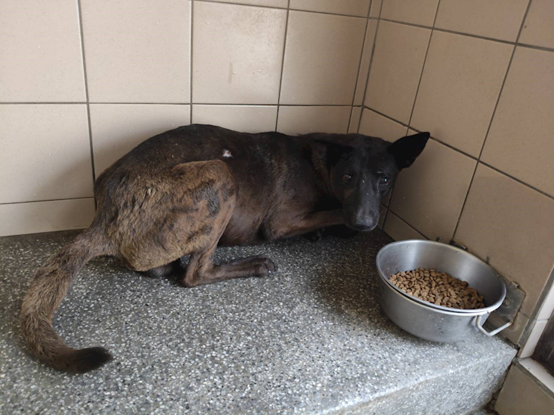 高雄市燕巢動物保護關愛園區,編號:450308, 混種犬          
