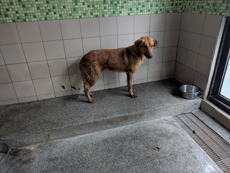 高雄市燕巢動物保護關愛園區,編號:421874, 混種犬          