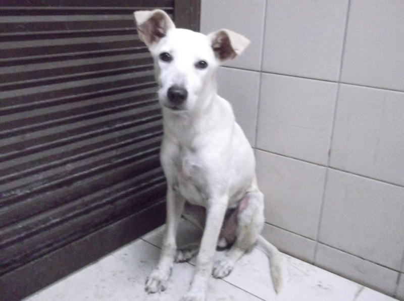 高雄市燕巢動物保護關愛園區,編號:332768, 混種犬          