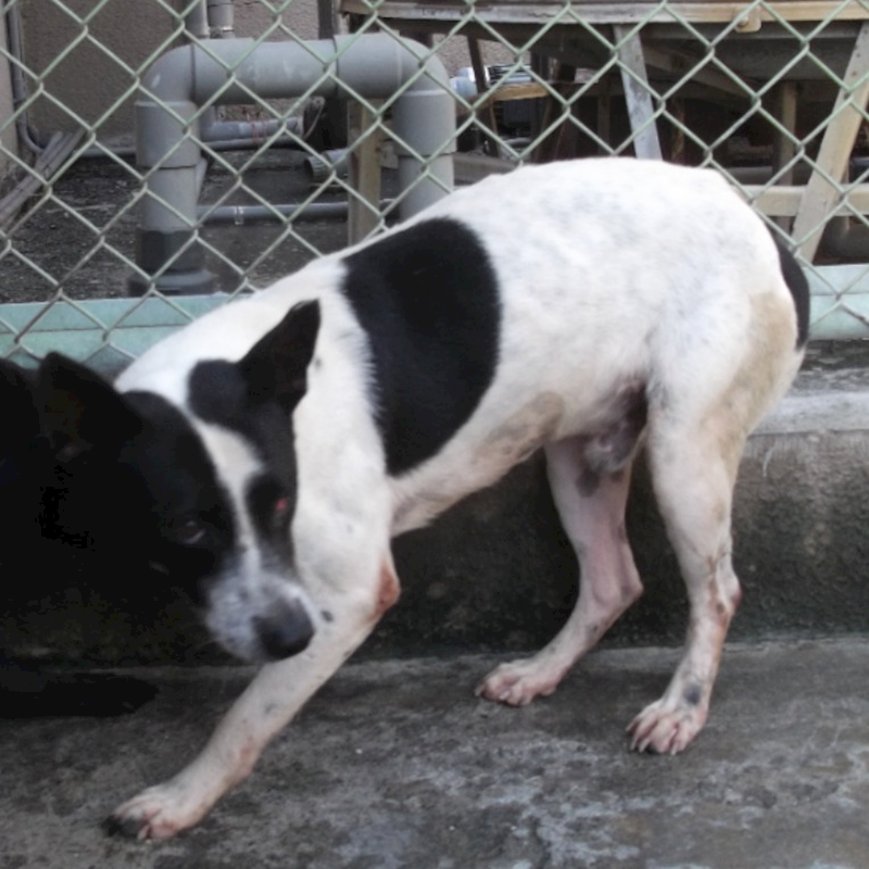 高雄市燕巢動物保護關愛園區,編號:328173, 混種犬          