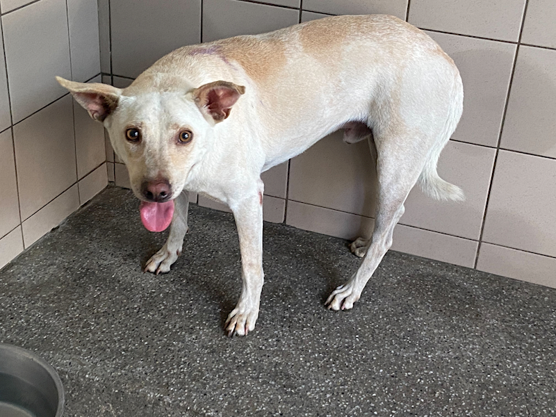 高雄市燕巢動物保護關愛園區,編號:366650, 混種犬          