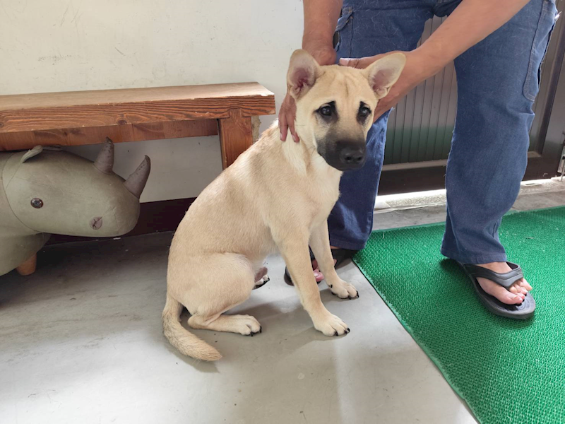 高雄市燕巢動物保護關愛園區,編號:464483, 混種犬          