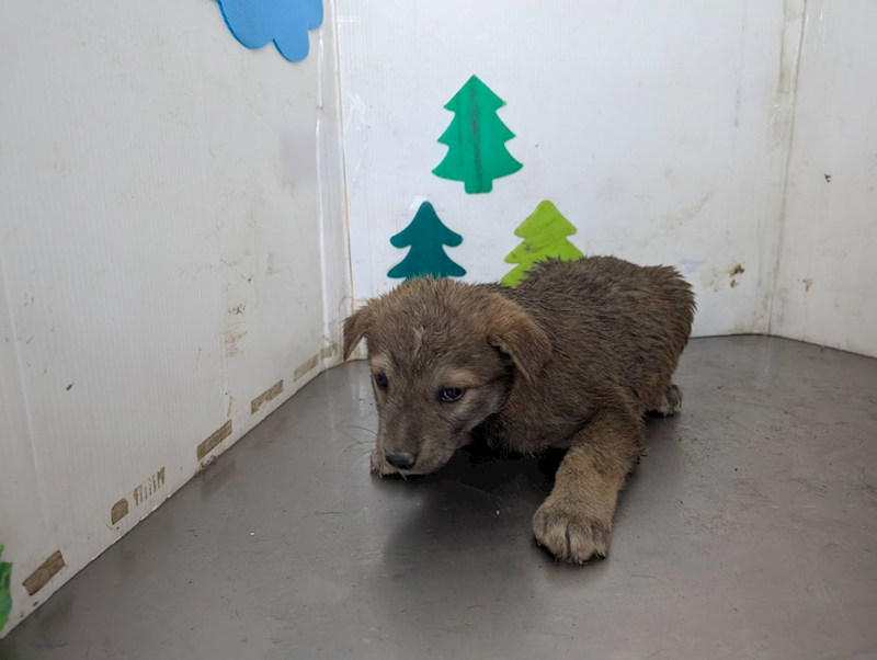 高雄市燕巢動物保護關愛園區,編號:409912, 混種犬          