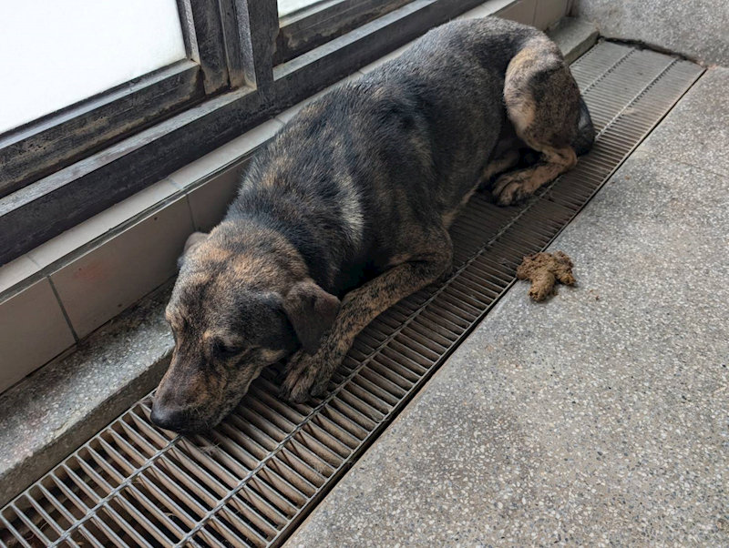 高雄市燕巢動物保護關愛園區,編號:420344, 混種犬          