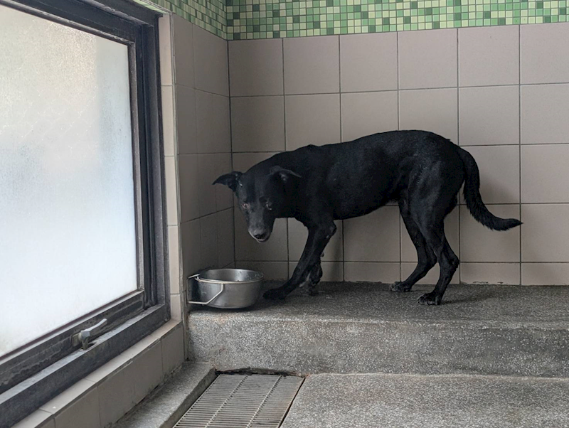 高雄市燕巢動物保護關愛園區,編號:443438, 混種犬          