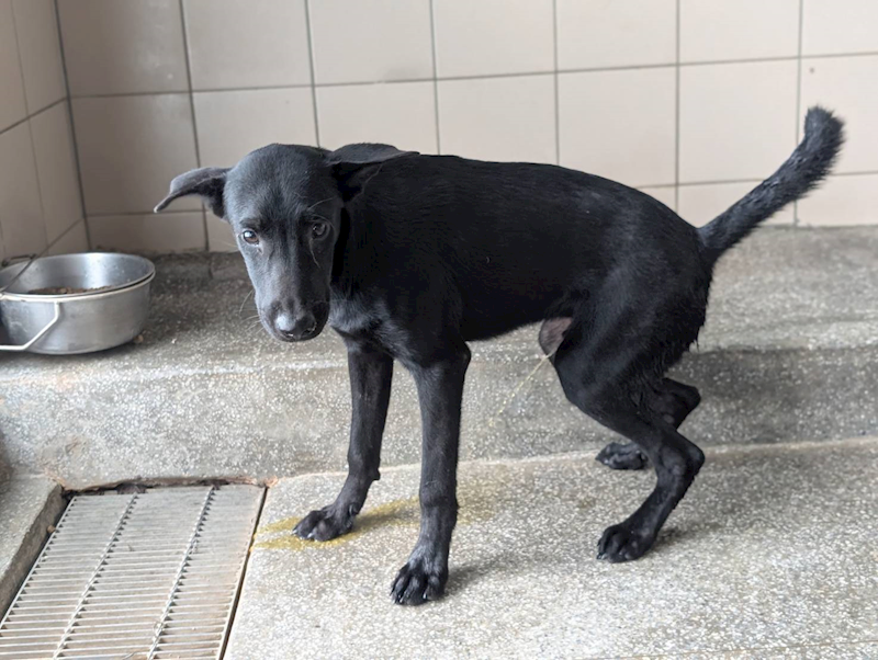 高雄市燕巢動物保護關愛園區,編號:443439, 混種犬          