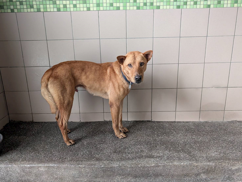 高雄市燕巢動物保護關愛園區,編號:422049, 混種犬          