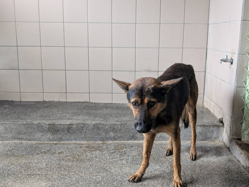 高雄市燕巢動物保護關愛園區,編號:443448, 混種犬          
