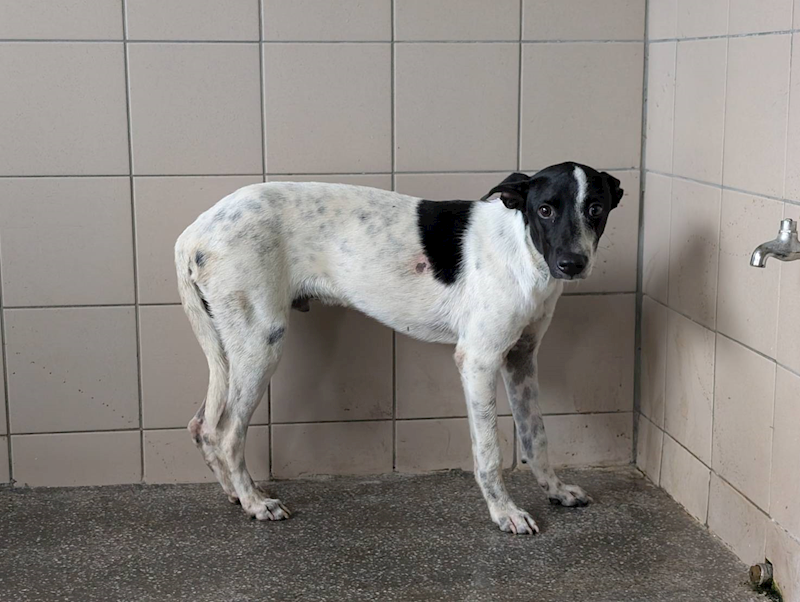 高雄市燕巢動物保護關愛園區,編號:443445, 混種犬          