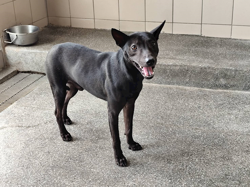高雄市燕巢動物保護關愛園區,編號:443444, 混種犬          