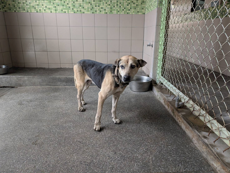高雄市燕巢動物保護關愛園區,編號:443443, 混種犬          