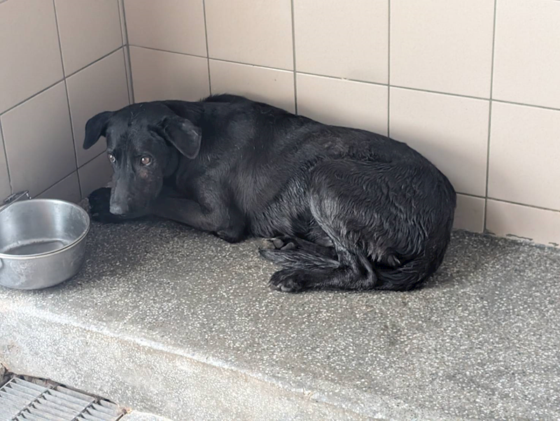 高雄市燕巢動物保護關愛園區,編號:443442, 混種犬          