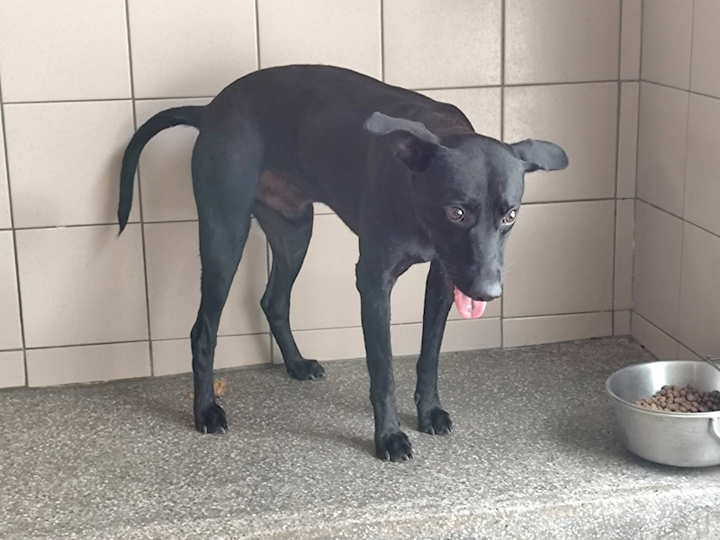 高雄市燕巢動物保護關愛園區,編號:464474, 混種犬          